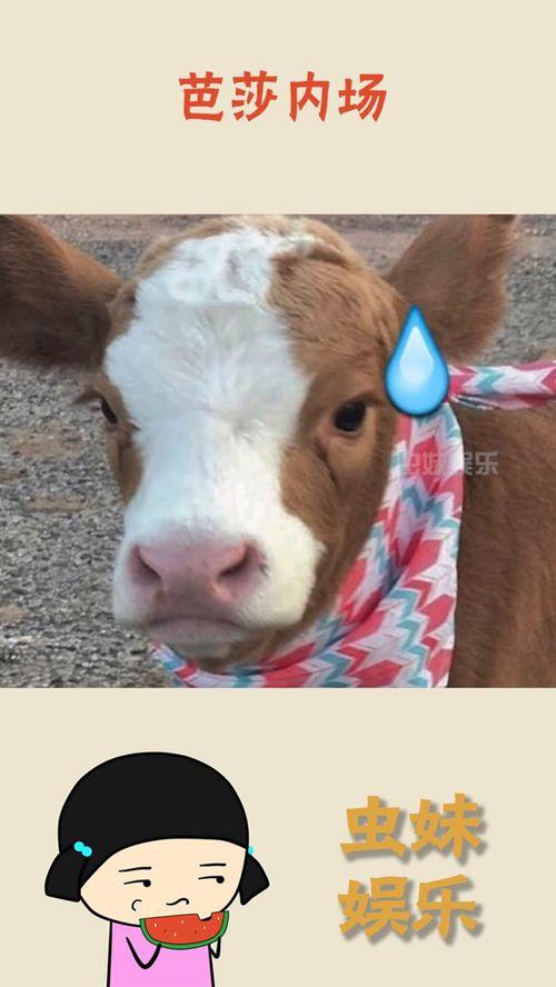 娱乐吃瓜酱发火,揭秘娱乐圈背后真相！