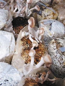 17吃瓜官网蘑菇